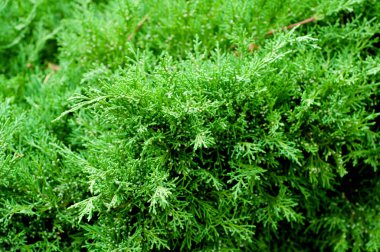 Ardıç ağacı dallarının kapatılması.