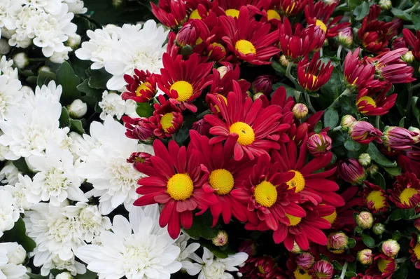 花屋の赤と白の菊。クライの花束 — ストック写真