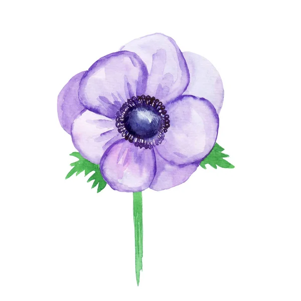 紫色海葵，白色背景上的素描。水彩幻名 — 图库照片