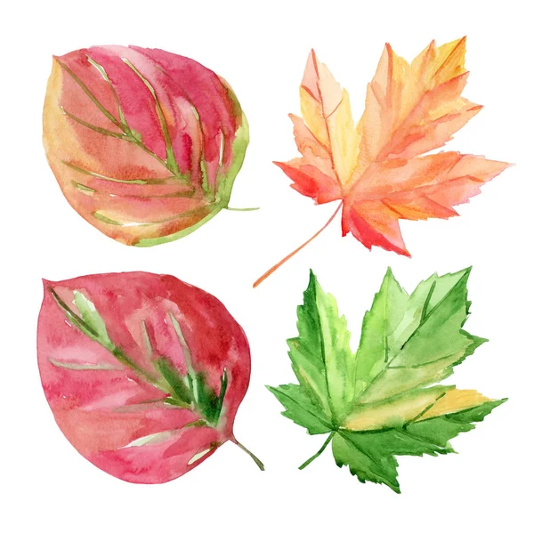 Set of autumn leaves. Red, yellow, green leaves. Watercolor illu — Stock Photo, Image