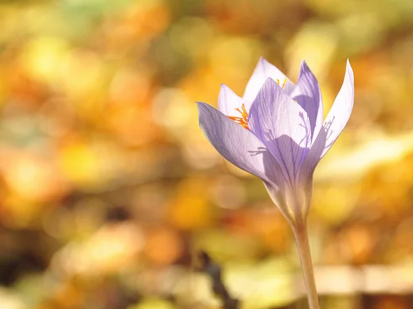 Hermoso fondo de flores de cocodrilo púrpura otoño. (Colchicum aut —  Fotos de Stock