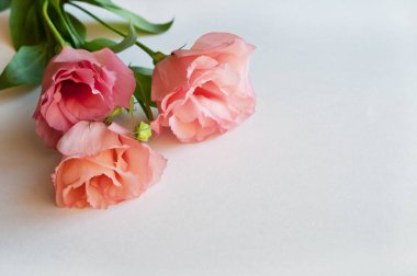 Gr ile tam çiçek güzel pembe Eustoma çiçeği (lisianthus)