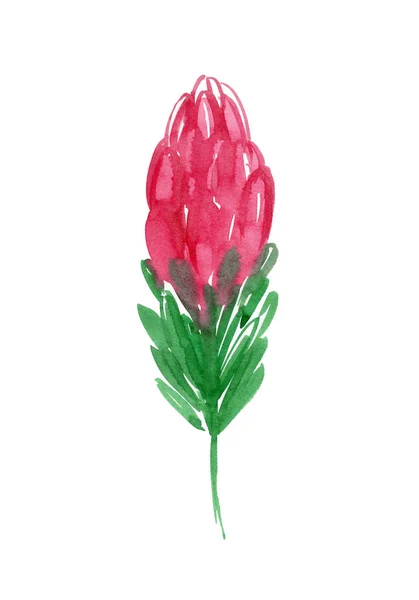 프로테아 스케치. 귀여운 꽃 수선화 꽃. 손으로 그린 일러스트 르 — 스톡 사진