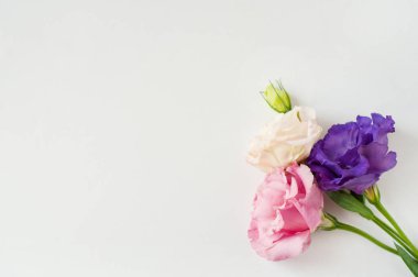 Güzel pembe, mor ve beyaz Eustoma çiçeği (lisianthus) 