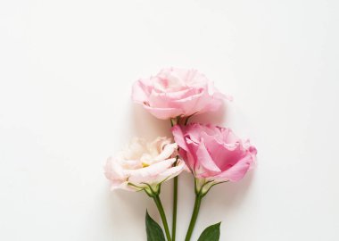 Güzel pembe ve beyaz Eustoma çiçeği (lisianthus) tam blo şeklinde