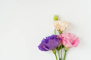 Güzel pembe, mor ve beyaz Eustoma çiçeği (lisianthus) 