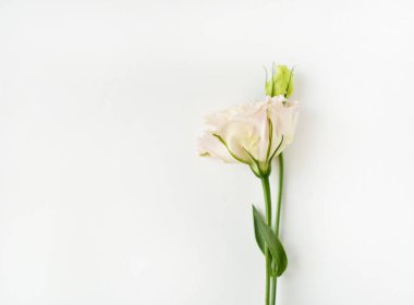 Güzel beyaz Eustoma çiçeği (lisianthus) ile tam çiçek 