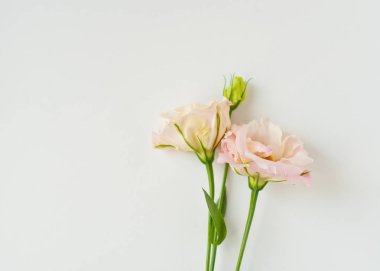 Güzel beyaz Eustoma çiçeği (lisianthus) ile tam çiçek 