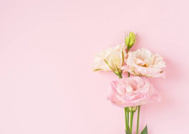 Güzel pembe ve beyaz Eustoma çiçeği (lisianthus) tam blo şeklinde