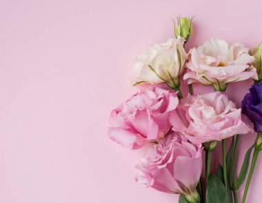 Güzel pembe, mor ve beyaz Eustoma çiçeği (lisianthus) 