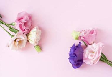 Güzel pembe, mor ve beyaz Eustoma çiçeği (lisianthus) 