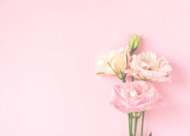 Güzel pembe ve beyaz Eustoma çiçeği (lisianthus) 