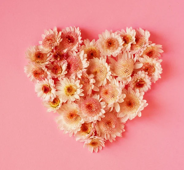 Heart made of  white small chrysanthemums on pink  background. Valentine's Day — 스톡 사진