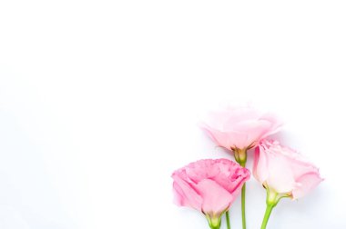 Güzel pembe ve beyaz Eustoma çiçekleri (lisianthus) tam çiçeklenme içinde. Beyaz arka planda bir buket çiçek. Boşluğu kopyala