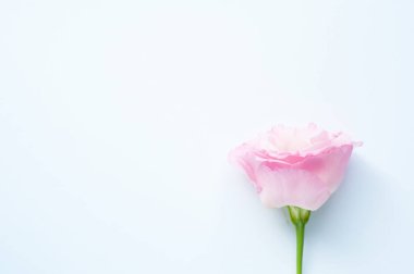 Çiçek açmış güzel pembe östoma çiçeği (lisianthus). Beyaz arka planda bir buket çiçek..