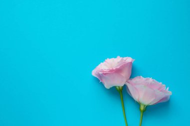 Yeşil yapraklarla dolu güzel pembe Eustoma çiçekleri (lisianthus). Mavi arka planda bir buket çiçek.