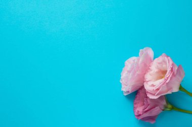 Yeşil yapraklarla dolu güzel pembe ve beyaz Eustoma çiçekleri (lisianthus). Mavi arka planda bir buket çiçek.