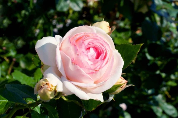 Rosa Rosada Delicada Floreciente Hermosa Rosa Jardín Flor Verano Con — Foto de Stock