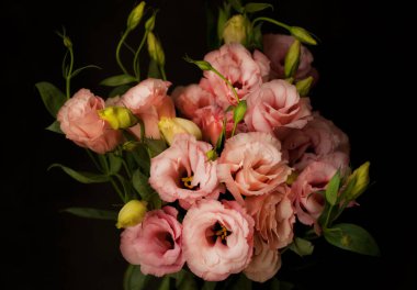 Yeşil yapraklarla çiçeklenmiş güzel pembe Eustoma çiçeği (lisianthus). Koyu arkaplanda buket.