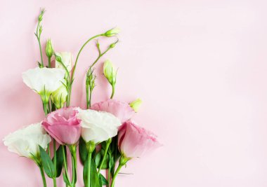 Yeşil yapraklarla dolu güzel pembe ve beyaz Eustoma çiçeği (lisianthus). Pembe arka planda çiçekler.