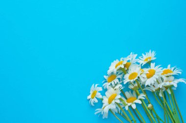 Mavi arka planda beyaz papatya çiçekleri. Üst görünüm, alanı kopyala.