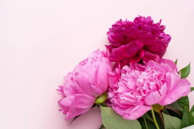 Pembe arka planda pembe şakayık çiçekleri. Üst görünüm, dikey biçim. Anneler Günü, Aile Günü, Sevgililer Günü.