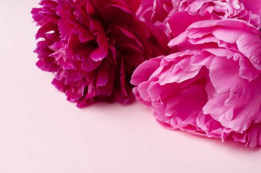 Pembe arka planda pembe şakayık çiçekleri. Üst görünüm, dikey biçim. Anneler Günü, Aile Günü, Sevgililer Günü.