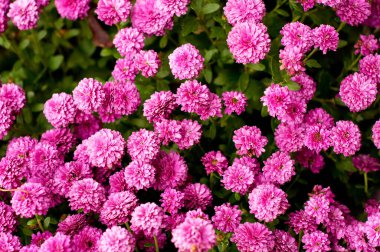 Yeşil yapraklı pembe kasımpatı. Sonbahar kasımpatı çalısı