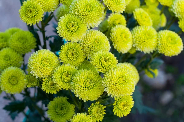 Zblízka Fotografie Keře Zelených Chryzantémů Květin Žlutými Středy Bush Podzimních — Stock fotografie