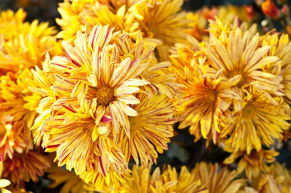 緑の葉に美しい黄色のオレンジ色の菊 秋の菊のブッシュ 庭の植物 成長する花 — ストック写真