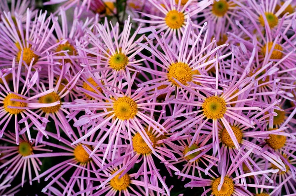 Roze Chrysant Groene Bladeren Bush Van Herfst Chrysant — Stockfoto