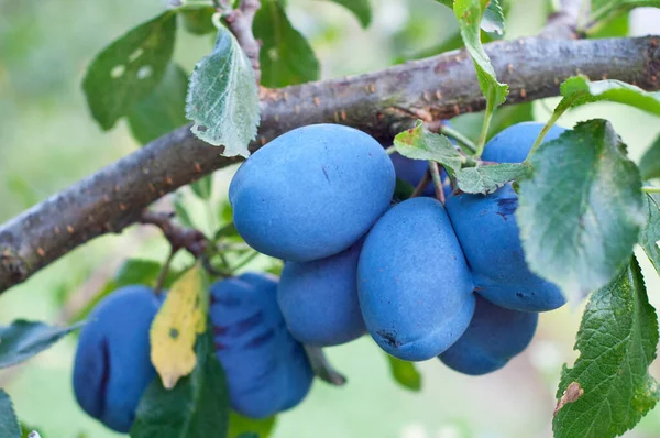 Ripe blue plums hang on a branch with green leaves. Harvesting plums, growing fruits.