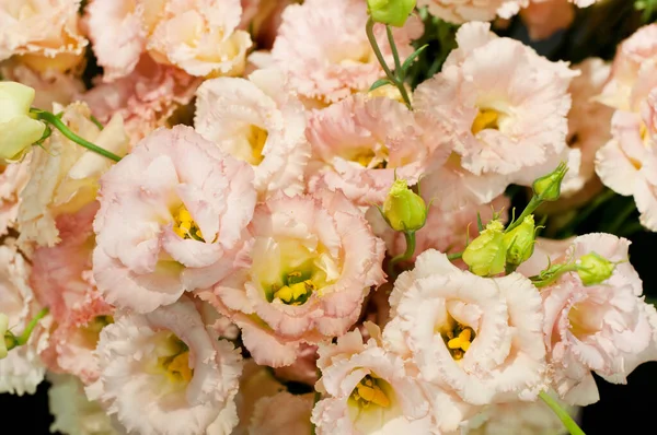 緑色の葉を持つ満開の美しいピンクのユーカリの花 Lisianthus 花屋の花束 — ストック写真