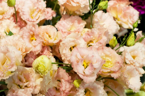 緑色の葉を持つ満開の美しいピンクのユーカリの花 Lisianthus 花屋の花束 — ストック写真