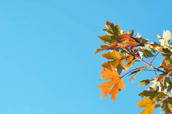 Yellow Orange Bright Maple Leaves Blue Sky Autumn Sunny Day — Stock Photo, Image