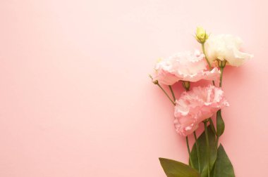 Yeşil yapraklarla dolu güzel pembe ve beyaz Eustoma çiçeği (lisianthus). Pembe arka planda bir buket çiçek. Boşluğu kopyala
