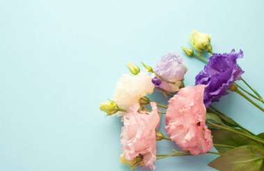 Beautiful purple and pink eustoma flowers (lisianthus) in full bloom with green leaves. Bouquet of flowers on a blue background.	
