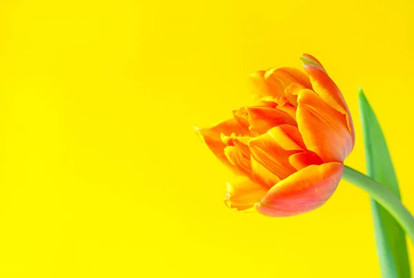 One Orange Spring Tulip Place Text Mother Woman Day Yellow — Foto de Stock