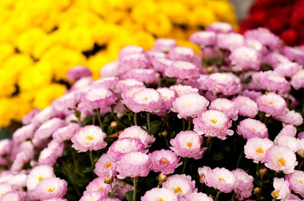 緑の葉にピンクの菊 秋の菊のブッシュ 庭用植物 — ストック写真