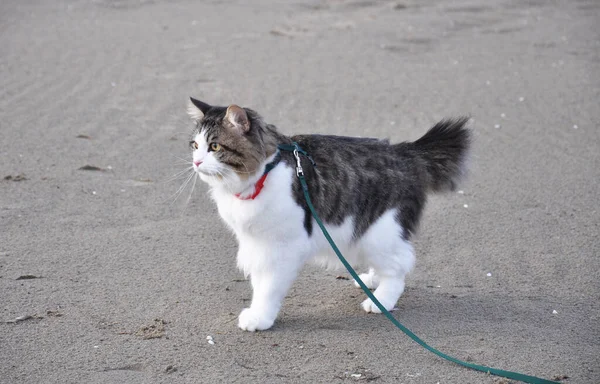 A beautiful Kurilian Bobtail cat walks in the spring on a leash. Fluffy cat bicolor striped. Domestic beautiful cat. Short tail cat