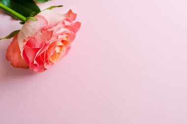 Pembe arka planda pembe bir mercan gülü. Sevgililer Günü. Boşluğu kopyala