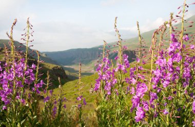 Elbrus bölgesindeki dağların arka planına karşı güzel açan pembe ateş yosunu bitkileri (Chamaenerion angustifolium)