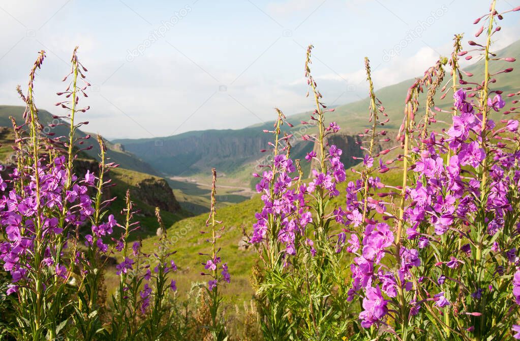 Beautiful blooming pink fireweed plants (Chamaenerion angustifolium) against the background of mountains in the Elbrus region