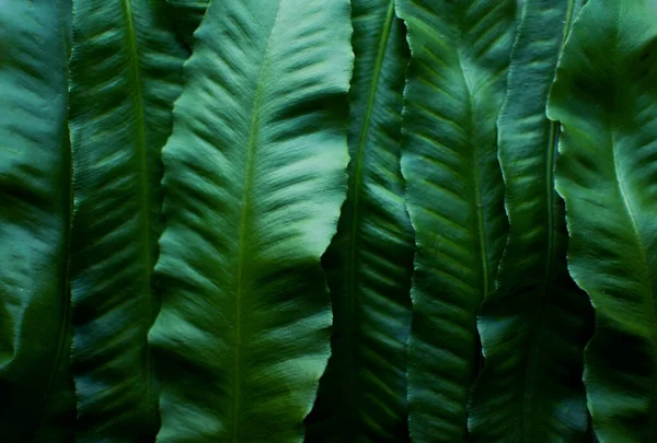 Güzel koyu yeşil eğrelti otu Asplenium 'u terk eder. Doğal arka plan. Moda rengi