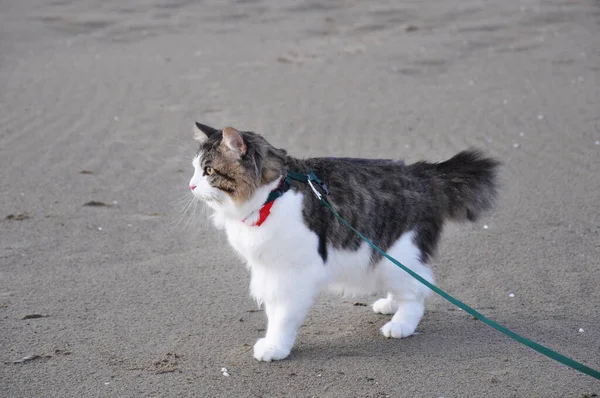 A beautiful Kurilian Bobtail cat walks in the spring on a leash. Fluffy cat bicolor striped. Domestic beautiful cat. Short tail cat