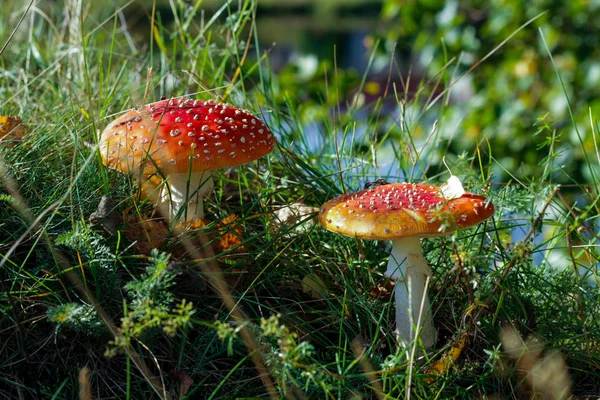 Två Champinjonen Röda Svampar Växte Glänta Skogen Sommaren Icke Ätliga — Stockfoto