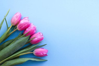 Mavi background.flowers bir hediye olarak üzerinde pembe laleler