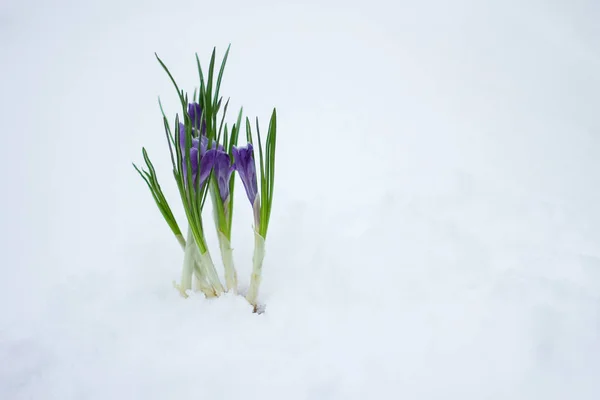 Delicati fiori primaverili si fanno strada da sotto la neve in inverno . — Foto Stock
