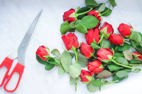 cut red rose buds and scissors with red handles. top view, light background.