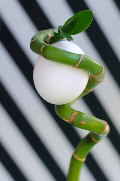 Creative egg in a stalk of bamboo. against the black and white stripes. — Stock Photo, Image